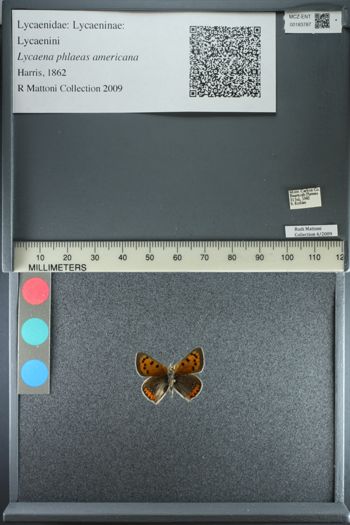 Media type: image;   Entomology 183787